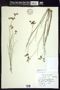 Juncus articulatus image