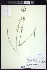 Juncus alpinoarticulatus image