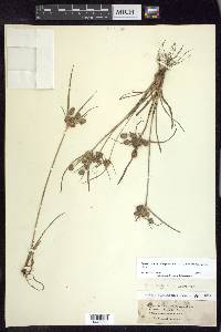 Cyperus retrorsus image