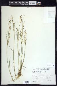 Juncus alpinoarticulatus image