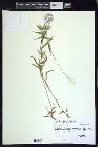 Panicum acuminatum image