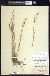 Juncus alpinoarticulatus image