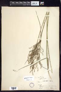 Juncus anthelatus image