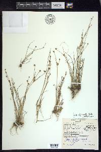 Juncus alpinoarticulatus image