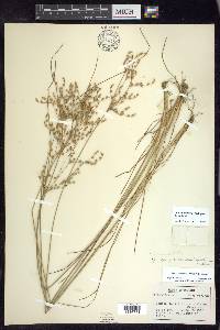 Juncus anthelatus image