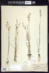 Juncus alpinoarticulatus image