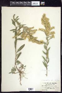 Solidago velutina image