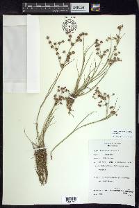 Juncus articulatus image