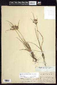 Cyperus retrorsus image