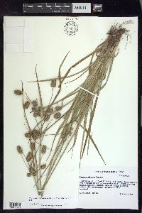 Cyperus retrorsus image