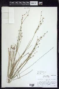 Juncus alpinoarticulatus image