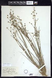 Juncus alpinoarticulatus image