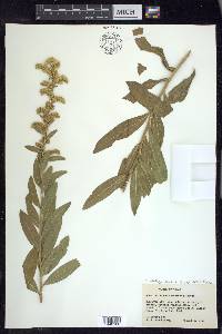 Solidago velutina subsp. sparsiflora image