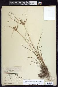 Cyperus retrorsus image