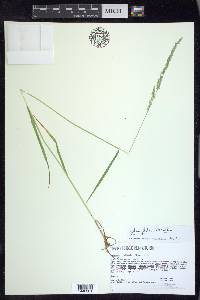 Sphenopholis intermedia image