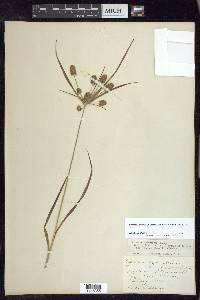 Cyperus retrorsus image