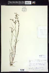 Juncus articulatus image