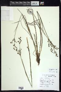 Juncus articulatus image