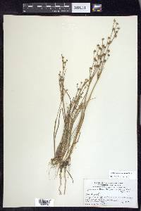 Juncus alpinoarticulatus image