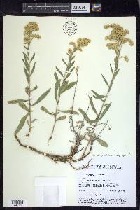 Solidago velutina image