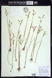 Juncus alpinoarticulatus image