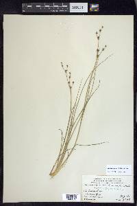 Juncus alpinoarticulatus image