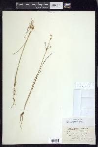 Juncus alpinoarticulatus image