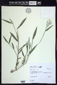 Dichanthelium laxiflorum image