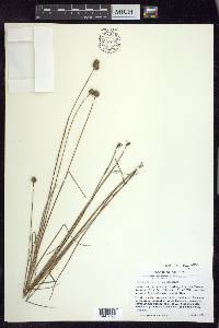 Juncus brachycarpus image