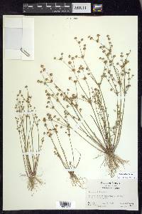 Juncus debilis image