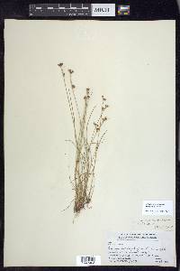 Juncus brevicaudatus image