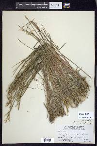 Juncus brevicaudatus image