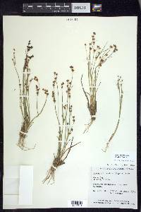 Juncus brevicaudatus image
