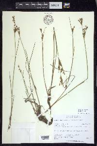 Juncus brevicaudatus image