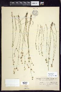 Juncus brevicaudatus image