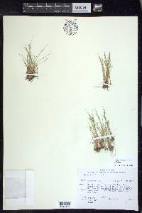 Juncus bufonius var. bufonius image