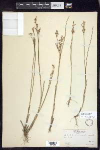 Juncus brevicaudatus image