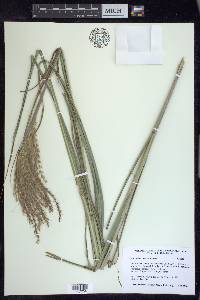 Miscanthus sinensis image