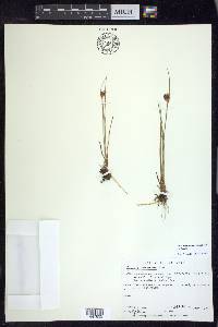 Juncus castaneus subsp. castaneus image