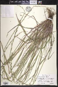 Lolium perenne subsp. multiflorum image