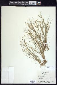 Juncus bufonius var. bufonius image