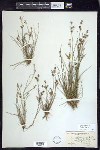 Juncus brevicaudatus image