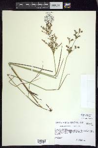 Juncus brachycephalus image