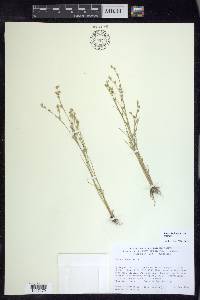 Juncus bufonius var. bufonius image