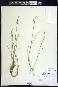 Juncus brevicaudatus image