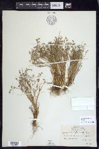 Juncus bufonius var. bufonius image