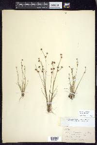 Juncus brevicaudatus image