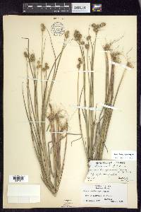 Juncus brachycarpus image