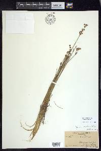 Juncus brevicaudatus image