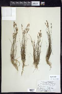 Juncus brevicaudatus image